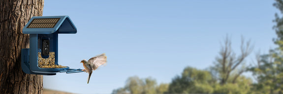 Onlyfly Bird in your mind – OnlyFly